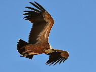 Buitre Leonado Hoces del Rio Duratón